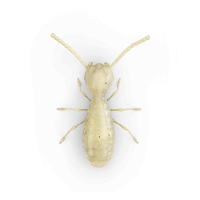 Termite illustration