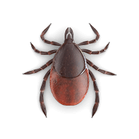 Tick illustration