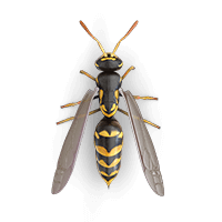 Wasp illustration