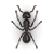 Carpenter ant illustration