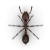 Fire ant illustration