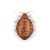 Bed bug illustration