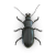 Beetle illustration