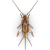 Cricket illustration