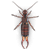 Earwig illustration