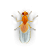 Fruit drain fly illustration