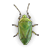 Stink bug illustration