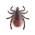 Tick illustration