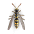 Wasp illustration