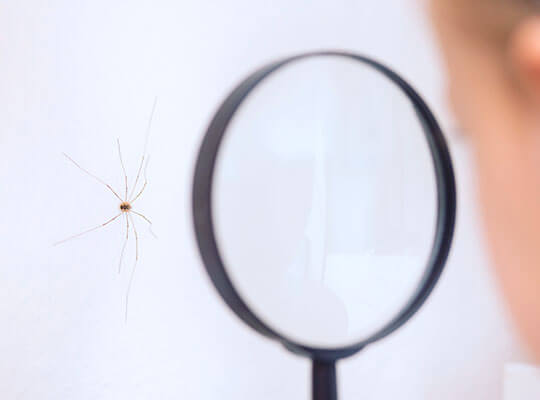 Child examining spider on wall with a magnifying glass